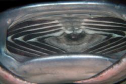 Manta's mouth during a night dive in Kona, Hawaii by Alex Dorward 